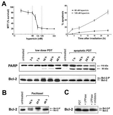 Bcl Phosphorylation Is Induced By Low Dose Pdt And Does Not Occur