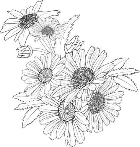Shasta Daisy Vector Images 69