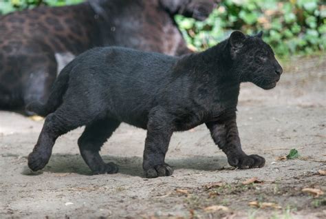 Magic Lanterns — end0skeletal: A black panther is the melanistic...