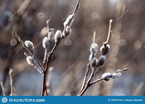 Branch Of Pussy Willow Tree With Tiny Fluffy Blossom Catkin In Early