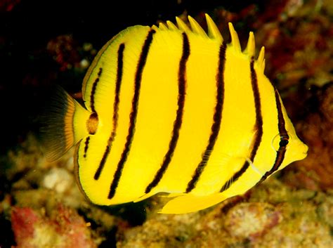 Eight Banded Butterflyfish Chaetodon Octofasciatus Palau Photo 4