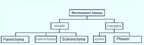 Xylem And Phloem Diagram Class 9