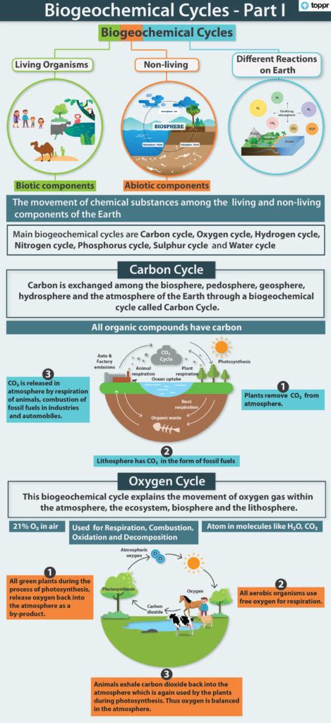 Biogeochemical Cycle Definition Types And Importance