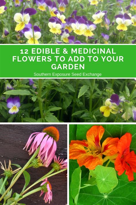 12 Edible And Medicinal Flowers To Add To Your Garden Southern Exposure