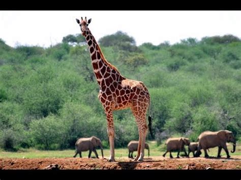 Tallest Giraffe In The World