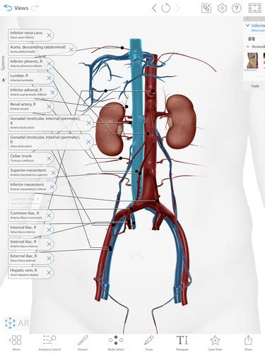 Abdomen Pelvis Vasculature Flashcards Quizlet