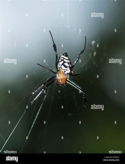 Long Jawed Orb Weaving Spider Hi Res Stock Photography And Images Alamy