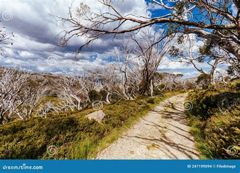 Wallace Hut Near Falls Creek In Australia Stock Photo Image Of