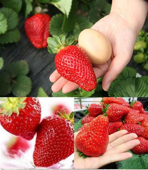 Крупная клубника (много фото) - treepics.ru
