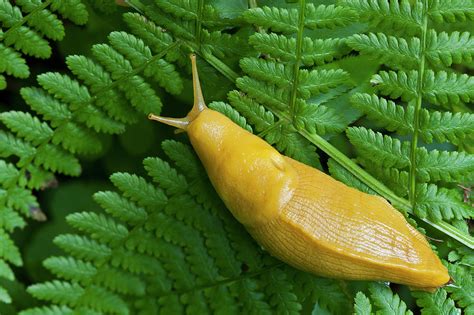 Banana Slug On A Fern Redwood National By Ed Reschke