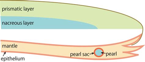 Oist Scientists Decode The Pearl Oyster Genome Okinawa Institute Of