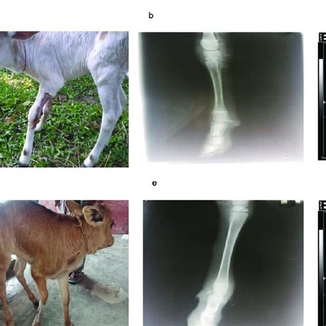 Preoperative Clinical Radiographic And Ultrasonographic Examination In