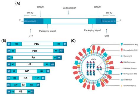 Viruses Free Full Text Avian Influenza Virus Tropism In Humans