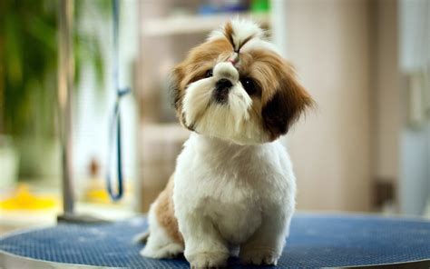 🔥 [100+] Cute Dog Desktop Wallpapers Free | WallpaperSafari