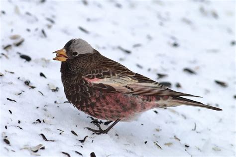 All About Finches In California Id And Song Guide