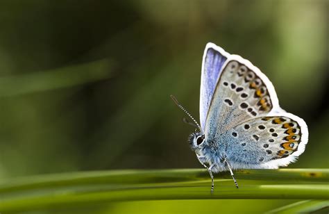 Ecology Surveys Cornwall Environmental Consultants