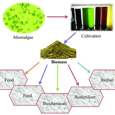 Chemical Composition Of Different Algae Biomass Of Dry Weight Download Scientific Diagram