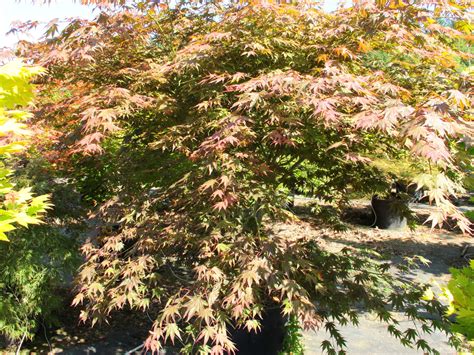 Acer Palmatum Yezo Nishiki Japanese Maple Conifer Kingdom