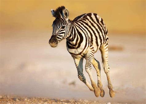 Zebra Running Fast