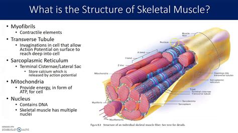 Sarcomere Structure