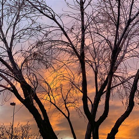 Sunset Willow Photograph By Roberta Fotter Fine Art America