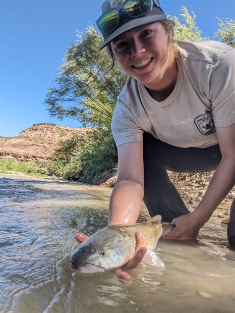 Recovery Plan for Colorado Pikeminnow Published - Colorado River Recovery Programs