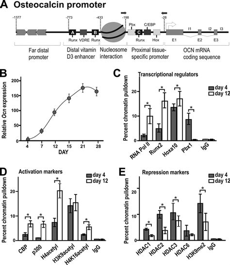 Pbx Displays A Pattern Of Gene Repressive Functionality On The