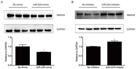 Mir 224 Controls Human Colorectal Cancer Cell Line Hct116 Proliferation