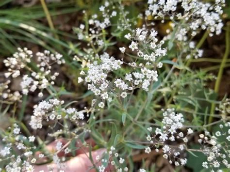 Hardy Baby's Breath Seeds (Certified Organic) – Flowers | Garden Hoard – Certified Organic ...