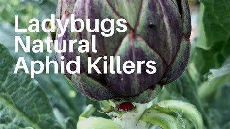 Ladybugs Natural Aphid Killers YouTube