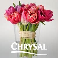 Chrysal International BV: Contact Details and Business Profile