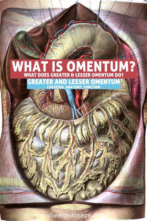 Greater Omentum