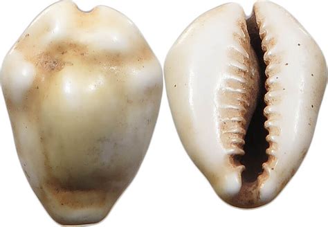 CHINA COWRY SHELL MONEY SS MA Shops