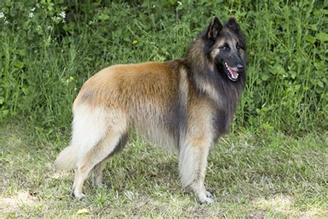 Belgian Shepherd Dog Tervueren Breeds A Z Kennel Club