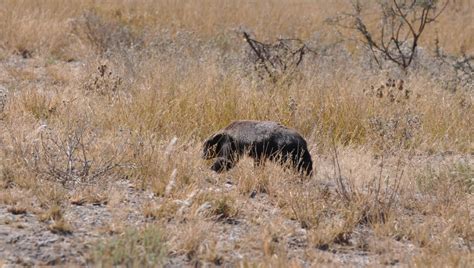 Kgalagadi Safari | Botswana | Namibia | South Africa | africansunroad.com