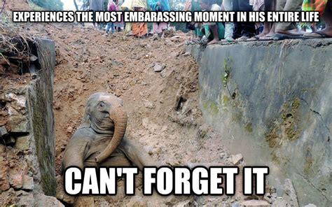 Funny Elephants Memes