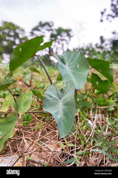 Taro Plantation Hi Res Stock Photography And Images Alamy