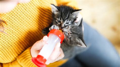 Kitten care for a healthy, happy pet according to a vet | PetsRadar