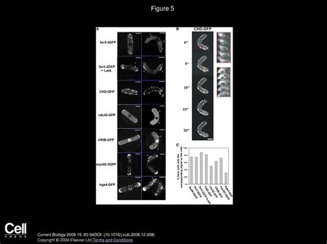 Establishing New Sites Of Polarization By Microtubules Ppt Download