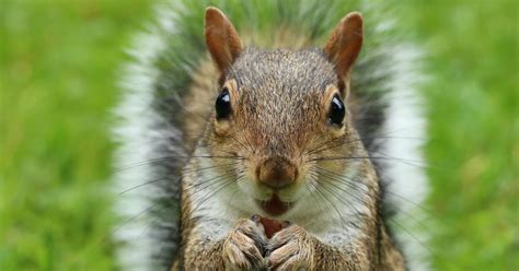 Squirrel Anatomy Quiz - By Errigal