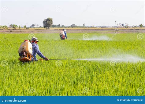 Farmer Spraying Pesticide In The Rice Field Stock Image Image Of