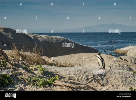 Penguins beach in cape town Stock Photo - Alamy