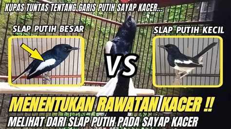 DENGAN MELIHAT SLAP PUTIH PADA SAYAP BISA TAU ARAH RAWATAN KACER KITA