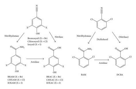 Hydrolysis Of Dichlobenil Bromoxynil Chloroxynil And Ioxynil The