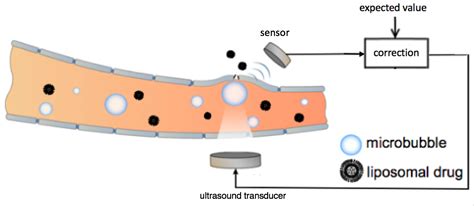 How To Open The Blood Brain Barrier With Precision For Safer Drug