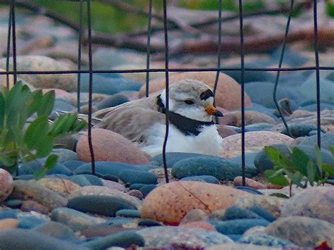 Nesting Piping Plover | RegenAxe