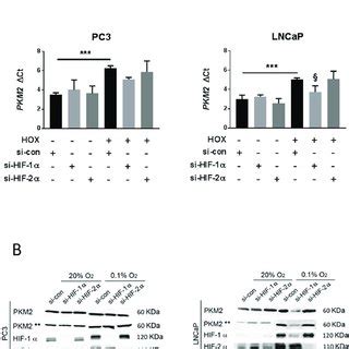 Effects Of Hif And Hif Inhibition By Si Rna On Pkm Expression