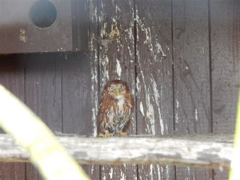Photos Of Birds Of Prey In The Bird Park Stock Image Image Of
