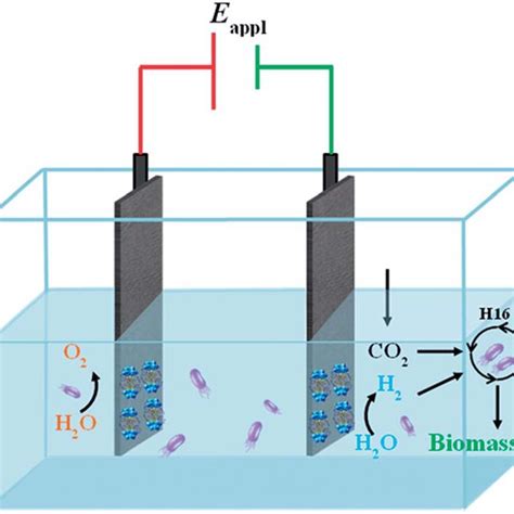 Schematic Illustration Of The Bioelectrochemical System For Co 2