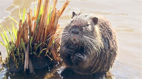 Natur im Landkreis Leer Arten nicht nach Ostfriesland gehören